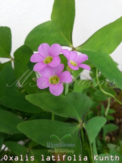 Oxalis latifolia kunth | MAomblooms - แม่เมาะ ลำปาง