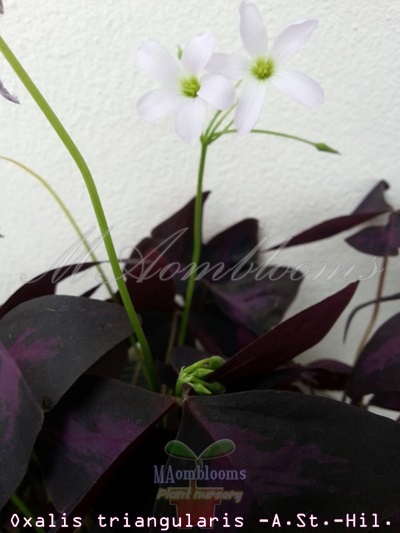 Oxalis triangularis -A. St. -Hil. (ดอกสีชมพูอมม่วง)