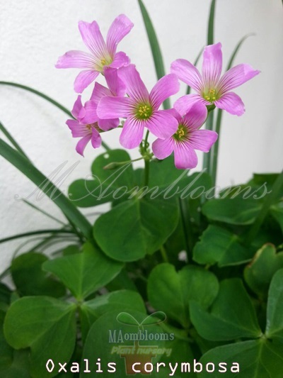 Oxalis corymbosa | MAomblooms - แม่เมาะ ลำปาง