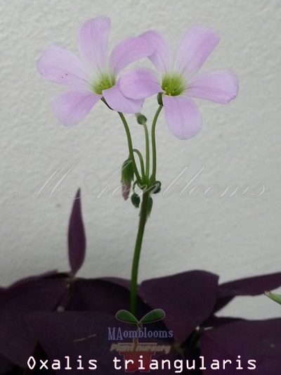 Oxalis triangularis | MAomblooms - แม่เมาะ ลำปาง