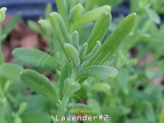 Lavender ใบตรง | MAomblooms - แม่เมาะ ลำปาง