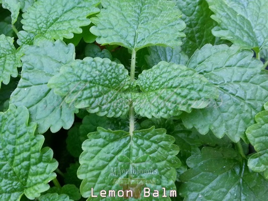 Lemon balm | MAomblooms - แม่เมาะ ลำปาง