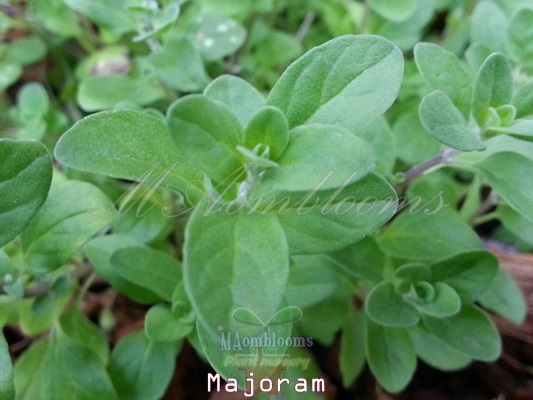 Majoram | MAomblooms - แม่เมาะ ลำปาง