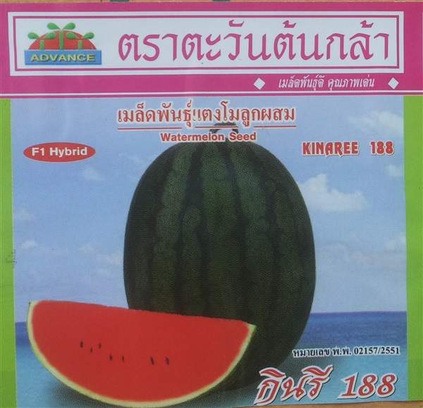 เมล็ดแตงโมกินรี188 | สวนแตง - ท่ามะกา กาญจนบุรี