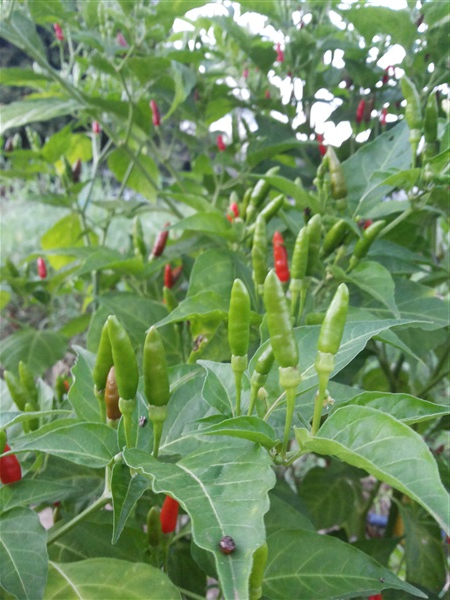 เมล็ดพริกขี้หนูสวน | สวนแตง - ท่ามะกา กาญจนบุรี