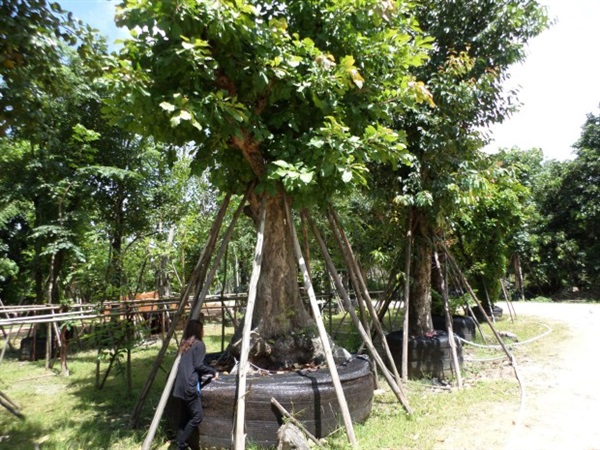 รับปลูกไม้ล้อม  ทุกชนิด ทุกขนาด  รับล้อมต้นไม้ ย้ายไม้ | แทนการ์เด้น(รามอินทรา กม.2) - บางเขน กรุงเทพมหานคร