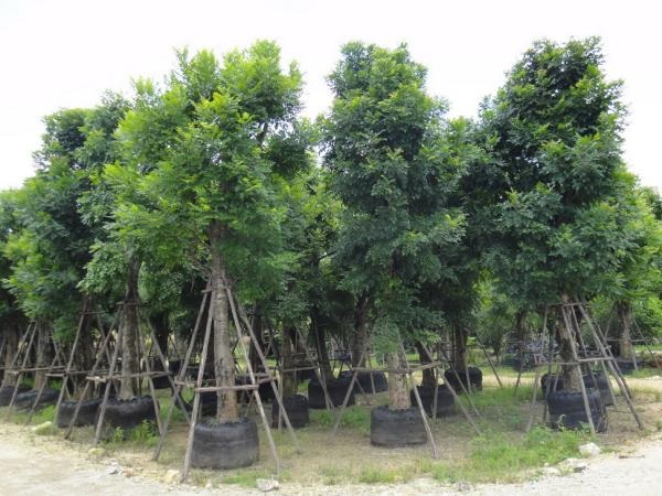 รับปลูกไม้ล้อม  ทุกชนิด ทุกขนาด  รับล้อมต้นไม้ ย้ายไม้ | แทนการ์เด้น(รามอินทรา กม.2) - บางเขน กรุงเทพมหานคร