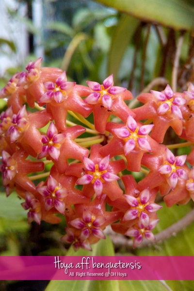 Hoya aff.benguetensis | โอ๋ โฮย่า - บางบัวทอง นนทบุรี