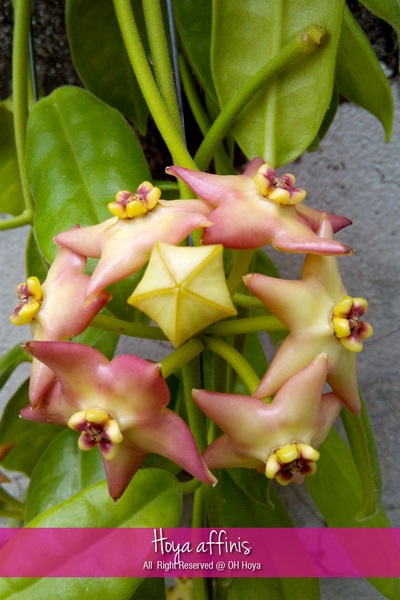 Hoya affinis | โอ๋ โฮย่า - บางบัวทอง นนทบุรี