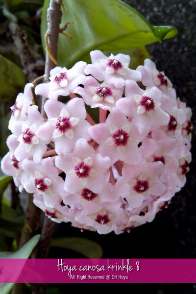 Hoya canosa krinkle 8 | โอ๋ โฮย่า - บางบัวทอง นนทบุรี