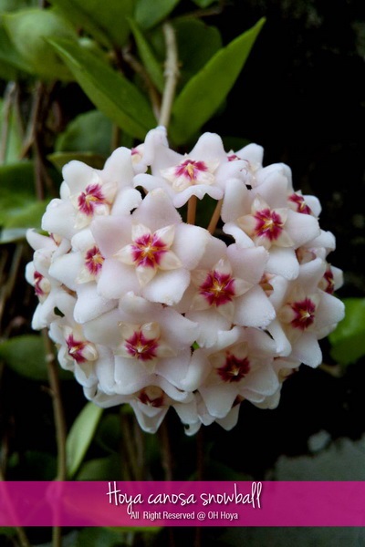 Hoya canosa snowball | โอ๋ โฮย่า - บางบัวทอง นนทบุรี