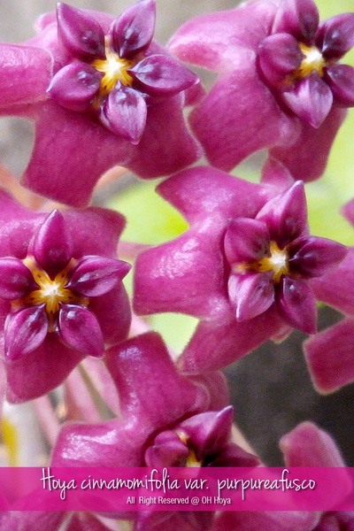 Hoya purpureafusco | โอ๋ โฮย่า - บางบัวทอง นนทบุรี