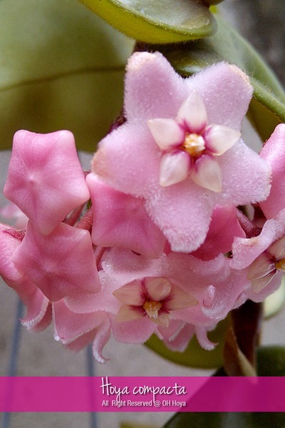 Hoya compacta | โอ๋ โฮย่า - บางบัวทอง นนทบุรี