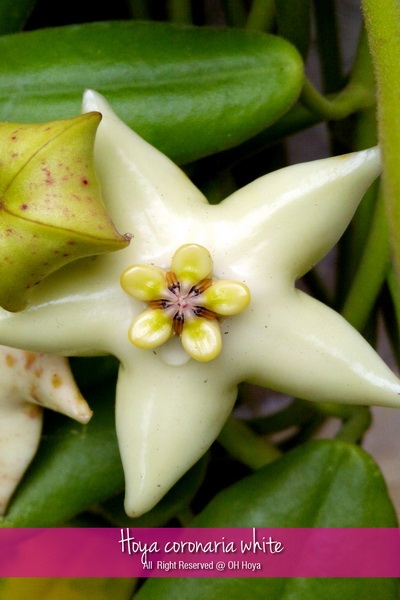 Hoya coronaria | โอ๋ โฮย่า - บางบัวทอง นนทบุรี