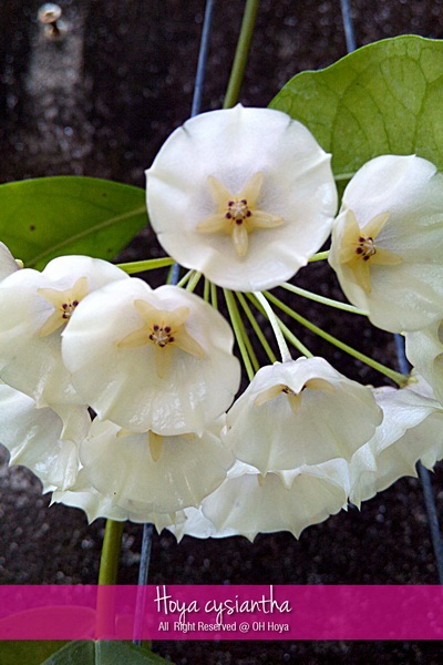 Hoya cysiantha