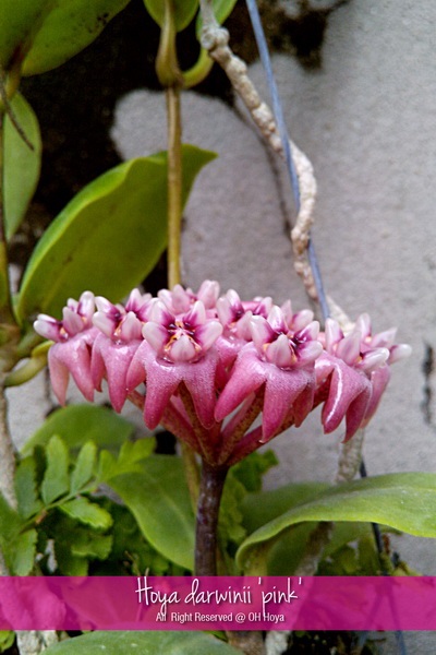 Hoya darwinii