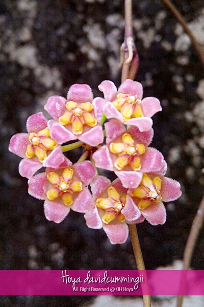 Hoya davidcummingii | โอ๋ โฮย่า - บางบัวทอง นนทบุรี