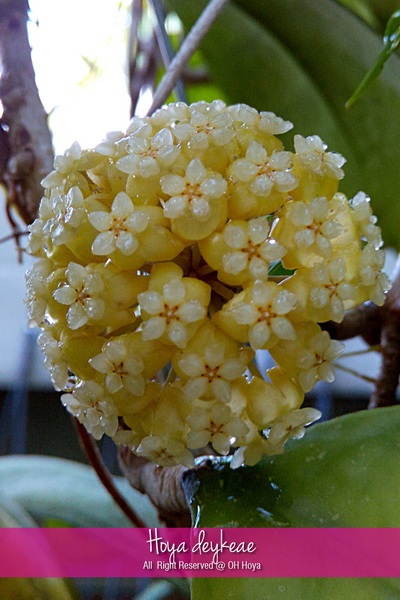 Hoya deykeae | โอ๋ โฮย่า - บางบัวทอง นนทบุรี