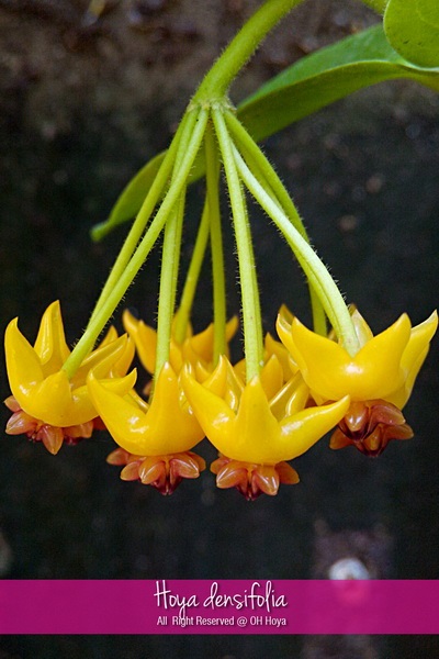 Hoya densifolia | โอ๋ โฮย่า - บางบัวทอง นนทบุรี