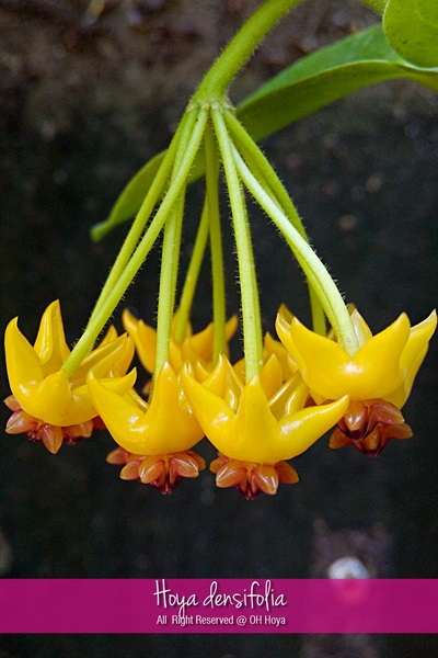 Hoya densifolia