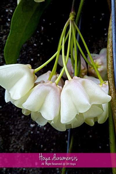 Hoya dunumensis | โอ๋ โฮย่า - บางบัวทอง นนทบุรี