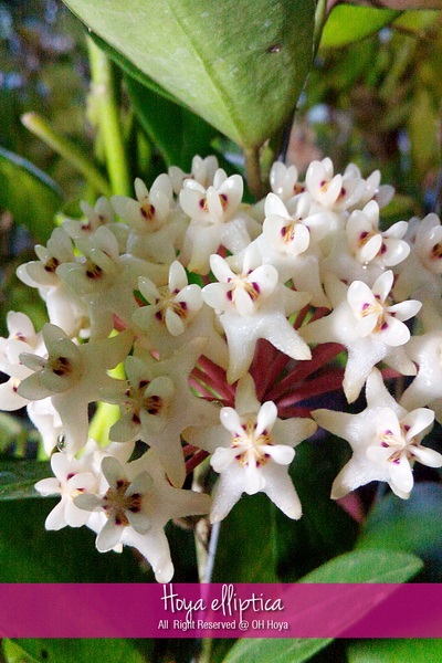 Hoya elliptica | โอ๋ โฮย่า - บางบัวทอง นนทบุรี