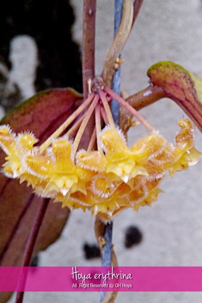 Hoya erythrina | โอ๋ โฮย่า - บางบัวทอง นนทบุรี