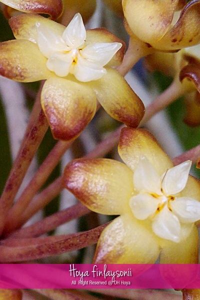 Hoya finlaysonii | โอ๋ โฮย่า - บางบัวทอง นนทบุรี