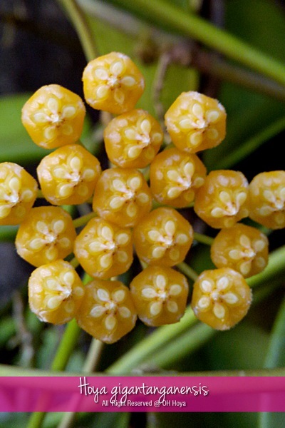 Hoya gigantanganensis | โอ๋ โฮย่า - บางบัวทอง นนทบุรี