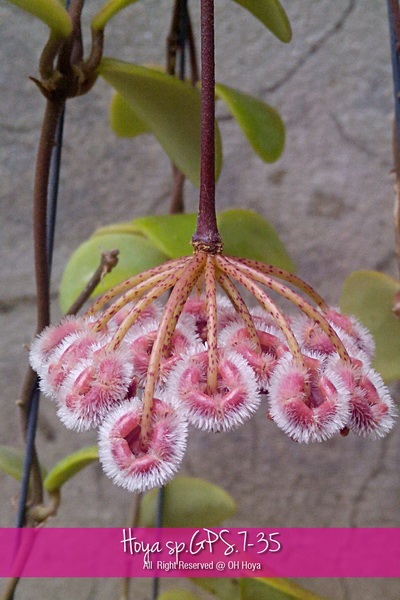 Hoya sp.GPS.7-35 | โอ๋ โฮย่า - บางบัวทอง นนทบุรี