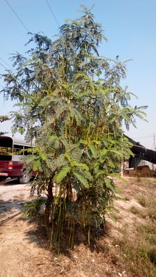 ต้นแค | บ้านสวน การ์เด้น - บางแพ ราชบุรี