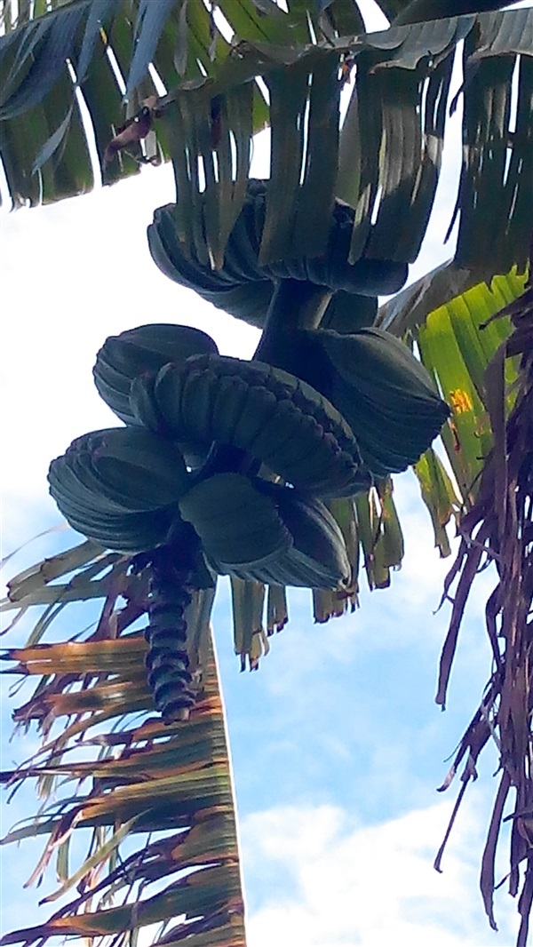 ต้นกล้วยเทพพนม | บ้านสวน การ์เด้น - บางแพ ราชบุรี