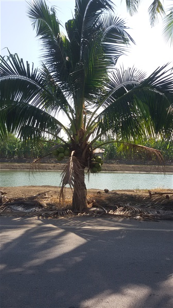 มะพร้าวน้ำหอมพันธ์เตี้ย | บีพีเจโมเดิร์น -  นนทบุรี