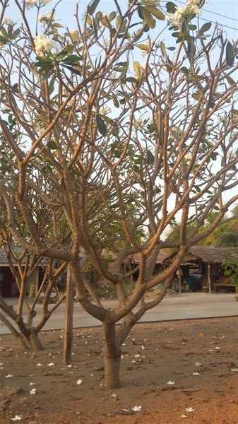 ต้นลีลาวดีขาวพวง | บีพีเจโมเดิร์น -  นนทบุรี