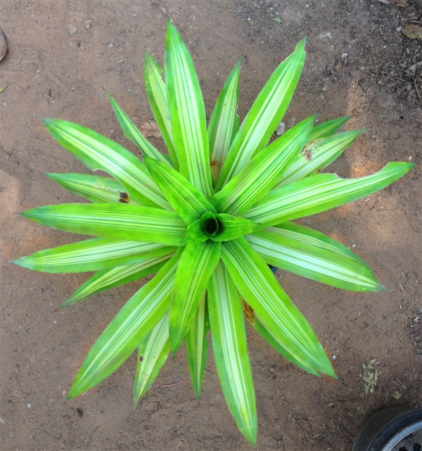 สับปะรดสี (ฺBromeliads) Aechmea ornata Baker. var. | Anupong-Seed - โชคชัย นครราชสีมา