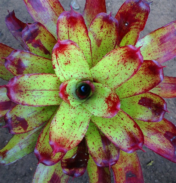 สับปะรดสี (Bromeliad) Neo. Angle Face  | Anupong-Seed - โชคชัย นครราชสีมา