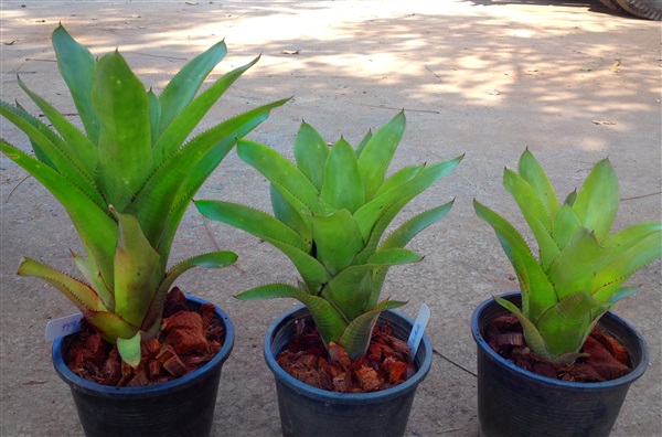 สับปะรดสี (Bromeliad) Quesnelia testudo  | Anupong-Seed - โชคชัย นครราชสีมา