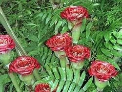 ดาหลา rose of siam | จิ๊บดาหลา -  นนทบุรี