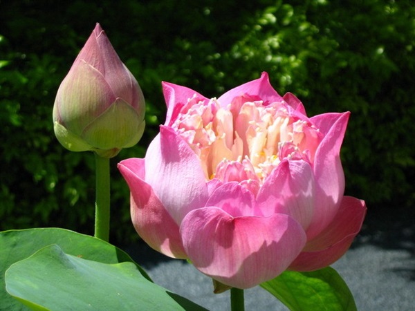 ไหลพันธุ์บัวตัดดอก นาบัว | ชัยวัฒน์. เมล็ดพันธุ์บัว - อรัญประเทศ สระแก้ว