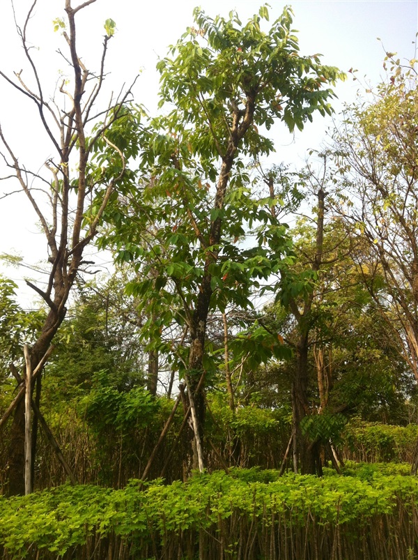 อินทนิล8" | สวนทวี - เมืองปราจีนบุรี ปราจีนบุรี