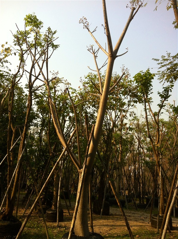 สุพรรณิการ์8" | สวนทวี - เมืองปราจีนบุรี ปราจีนบุรี