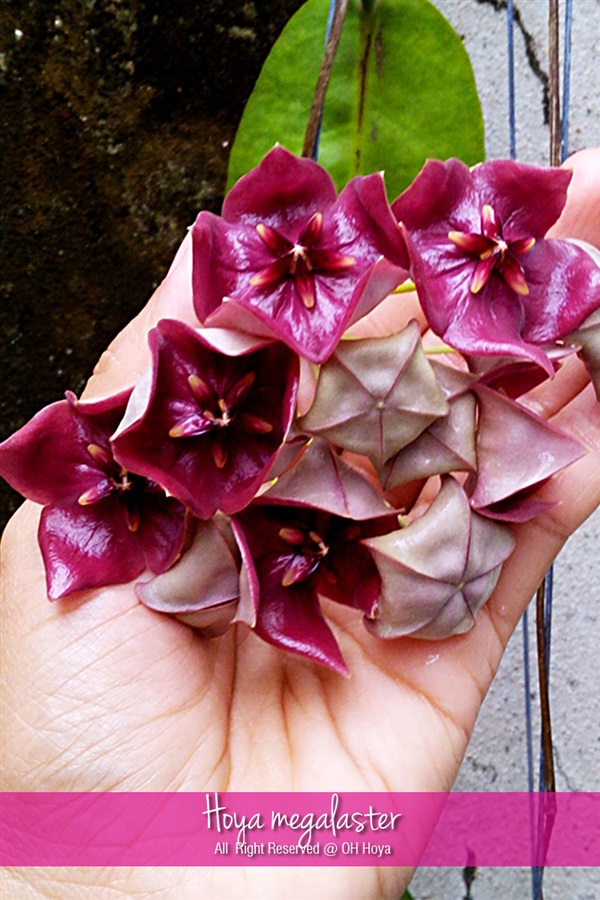 Hoya megalaster | โอ๋ โฮย่า - บางบัวทอง นนทบุรี