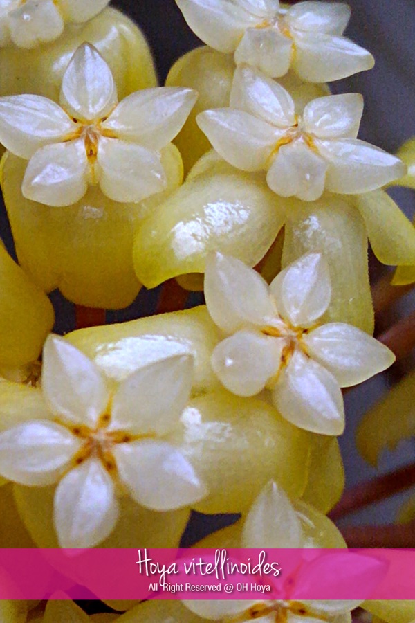 Hoya vitellinoides โฮย่าวิเทลลินอนเดส | โอ๋ โฮย่า - บางบัวทอง นนทบุรี