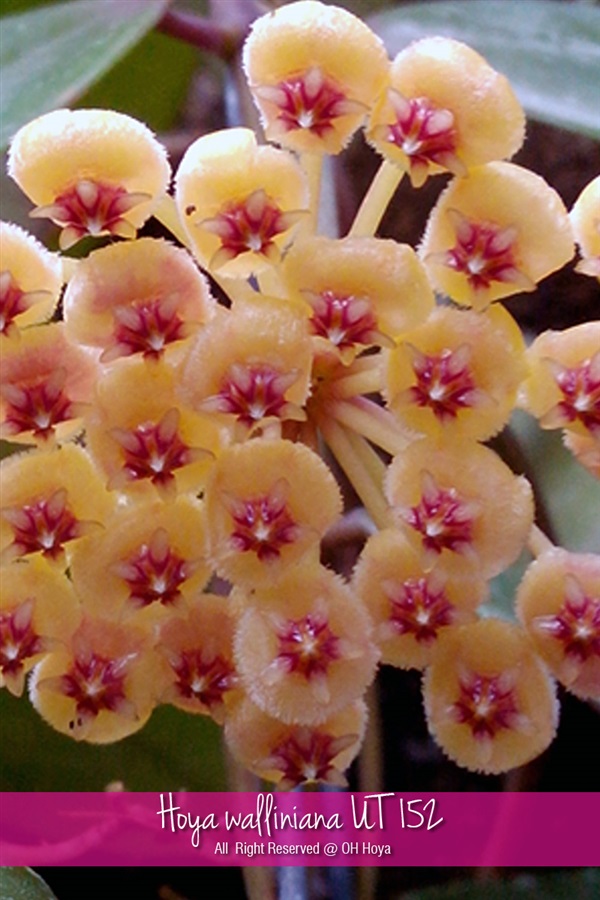 Hoya walliniana UT152 วอลลิเนียน่า | โอ๋ โฮย่า - บางบัวทอง นนทบุรี