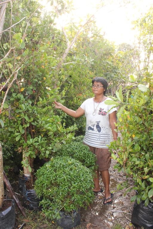 ต้นมหัศจรรย์ (Miracle Fruit)  สูง1.2-2 เมตร | ประจวบพันธ์ไม้ - เมืองปราจีนบุรี ปราจีนบุรี
