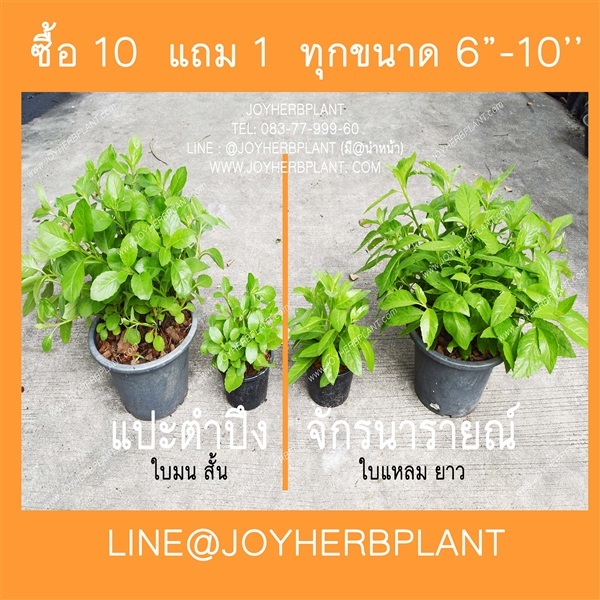 ขายแปะตำปึง จักรนารายณ์  (ใบกลม-ใบรียาว) ซื้อ 10แถม 1 ทุกขนา | ร้านจอยต้นสมุนไพร - หนองแขม กรุงเทพมหานคร