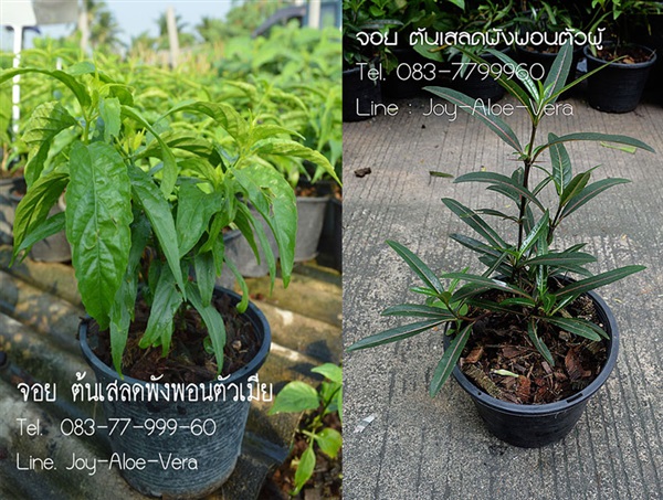 ต้นเสลดพังพอนตัวผู้ (ช้องระอา)