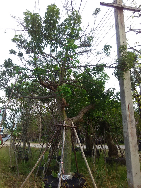 ต้นงิ้วสีชมพู | สวนไม้สวย -  สระบุรี