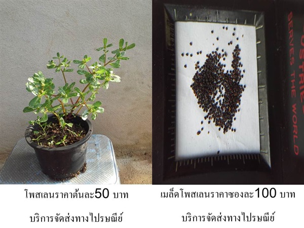  ผักโพสเลน Portulaca oleracea(บริการส่งทางไปรษณีย์) 