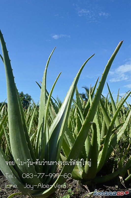 ว่านหางจระเข้ Barbadensis mill